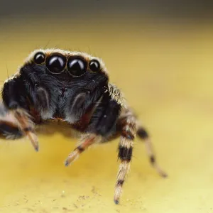 Jumping Spider portrait, Singapore