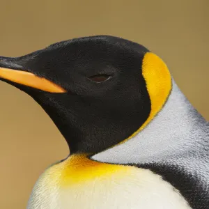 King Penguin (Aptenodytes patagonicus), Volunteer Point, Falkland Islands