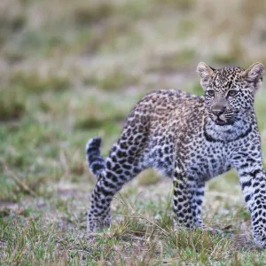 The leopard cub ( Panthera pardus ) looking for its mother, Masai Mara, Kenya, Africa