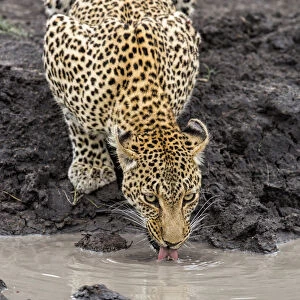 Leopard (Panthera pardus) drinking water, Sabi Sands GR, Mpumalanga, South Africa