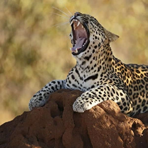 Leopard (Panthera pardus ) resting on a termite hill, yawning, Kruger National Park