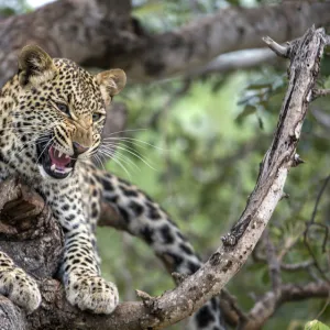 Leopard (Panthera pardus) showing teeth, Hoedspruit, Limpopo, South-Africa