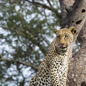 Leopard (Panthera pardus) sitting in a tree, Hoedspruit, Limpopo, South-Africa