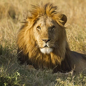 Lion (Panthera leo) Adult male lying down, Kenya, Masai Mara National Reserve
