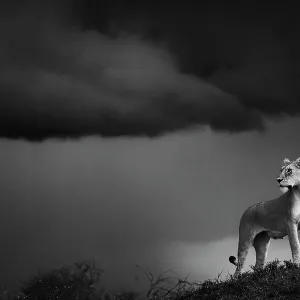 Lioness (Panthera leo) standing on termite mound, Maasai Mara National Reserve, Rift Valley Province, Kenya