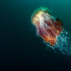 Lions Mane Jellyfish (Cyanea capillata) with a number of juvenile fish seeking refuge inside the stinging tentacles, taken at St. Kilda of the island of Hirta, Scotland