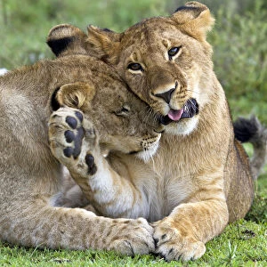 Two Lions (Panthera leo) cuddling, Tanzania, Serengeti
