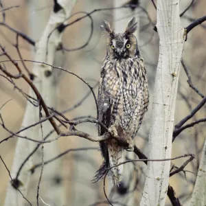 Long-eared Owl (Asio otus) perching in a tree, circumpolar species, British Columbia