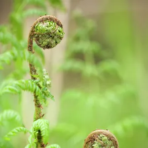 Male Fern (Dryopteris filix-mas) unrolling frond, Den Oever, The Netherlands