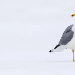 Mew Gull (Larus canus), Berlin, Germany