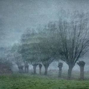 Moody landscape with pollared willows