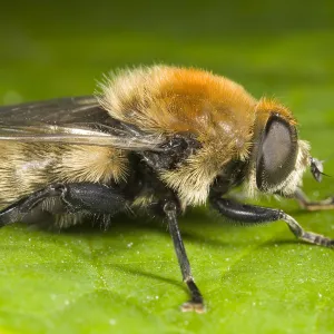 Narcissus Bulb Fly (Merodon equestris), Den Helder, The Netherlands