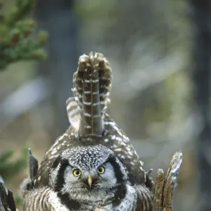 Northern Hawk Owl (Surnia ulula) at nest with chicks, Alaska