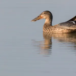 Northern Shoveler (Anas clypeata) female stretching wing on the water, Oostvaardersplassen