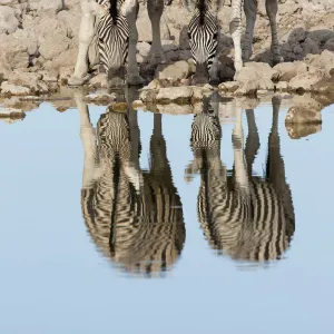 Pair of Burchellaes Zebra (Equus quagga burchellii) standing at wateraes edge to drink with