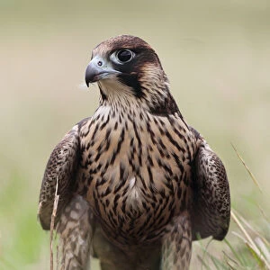 Peregrine Falcon (Falco peregrinus) female, Baden-Wuerttemberg, Germany