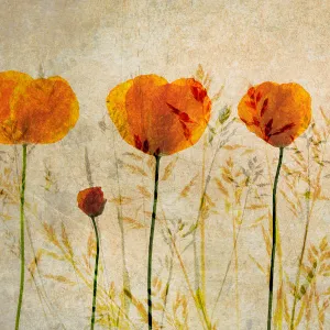 Photographic impression of Red Poppy flowers