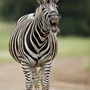 Plains Zebra (Equus quagga) adult yawning, Kruger National Park, Mpumalanga, South Africa