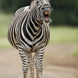 Plains Zebra (Equus quagga) adult yawning, Kruger National Park, Mpumalanga, South Africa