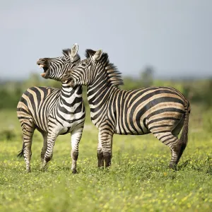 Plains Zebra (Equus quagga) two adults interacting, Kruger National Park, Limpopo