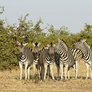 Plains Zebra (Equus quagga) group of six animals, South Africa, Limpopo