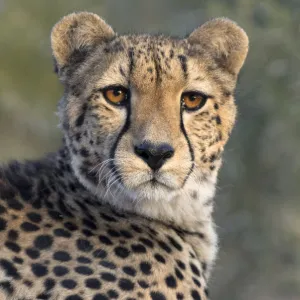 Portrait of a Cheetah (Acinonyx jubatus), South Africa, Limpopo, Kruger National Park