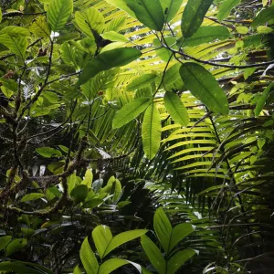 Rainforest interior, Costa Rica