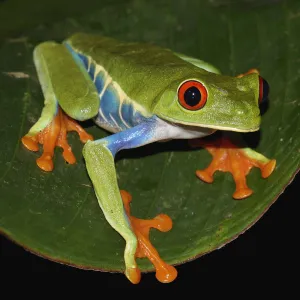 Red-eyed Tree Frog (Agalychnis callidryas), Costa Rica