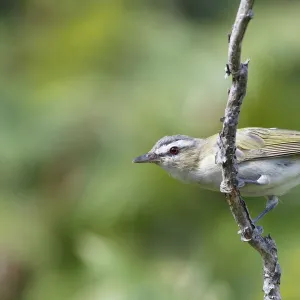 Red-eyed Vireo (Vireo olivaceus), Canada