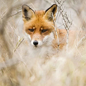 Red Fox (Vulpes vulpes) in the dunes
