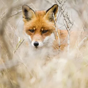 Red Fox (Vulpes vulpes) in the dunes