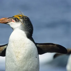 Royal Penguin (Eudyptes schlegeli), Macquarie Island, Antarctica