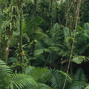Sierra Palm (Prestoea montana) trees in tropical rainforest, El Yunque National Forest