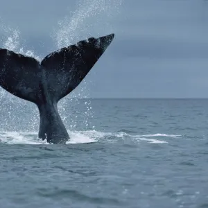 Southern Right Whale (Eubalaena australis) fluke, Argentina