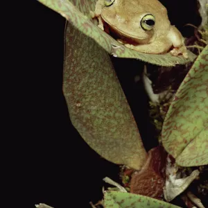 Tree Frog (Rana sp) in canopy orchid, Trinidad