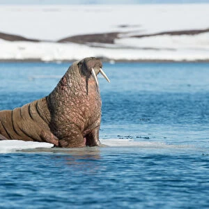 Walrus (Odobenus rosmarus) on floating ice, Svalbard, Norway