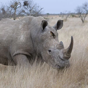 White Rhinoceros (Ceratotherium simum) on the move, South Africa, Kruger National Park