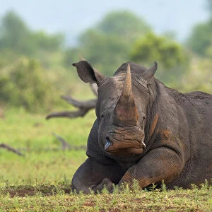 : Rhinos