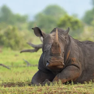 White Rhinoceros (Ceratotherium simum) resting, Kruger National Park, Mpumalanga