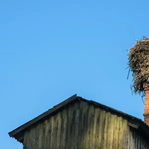 White stork (Ciconia ciconia) at nest built on barn chimney, Tartu region, Estonia