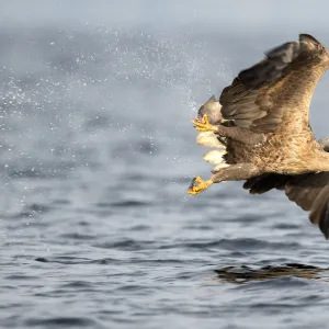 White-tailed Eagle (Haliaeetus Albicilla) just after catch, Oderdelta, Stepnica, Poland