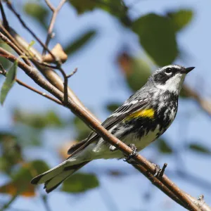 Yellow-rumped Warbler (Setophaga coronata), Canada