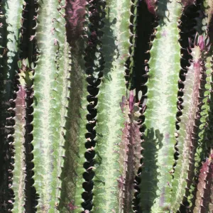 African Milk Tree, Euphorbia trigona f. Rubra, Several angled spikey stems of the