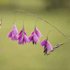 Angels fishing rod, Dierama, Dierama pulcherrimum