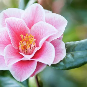 camellia, camellia japonica yours truly