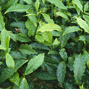 camellia sinensis, tea plant