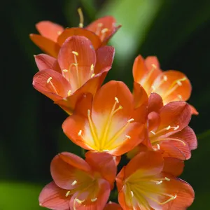 Clivia miniata, Natal lily