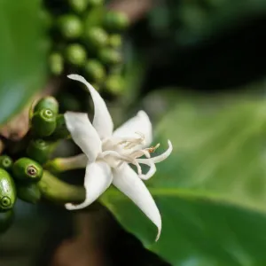 Coffee, Coffea arabica