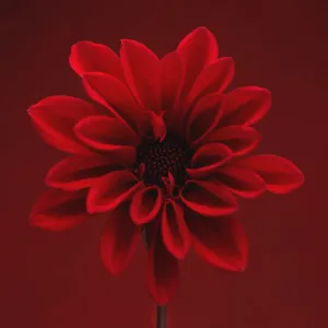 Dahlia