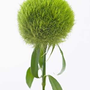 dianthus barbatus temarisou, carnation, green trick series